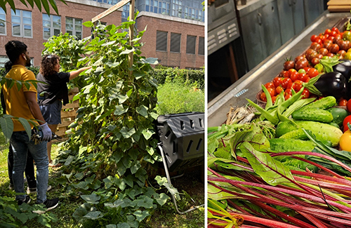 Gardening and produce from St. Hilda's garden