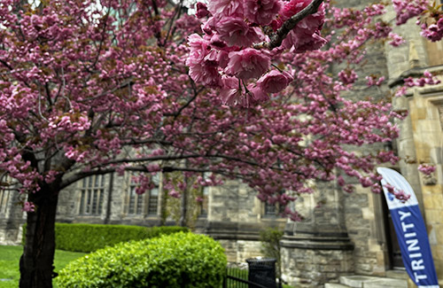 Cherry blossoms at Trinity