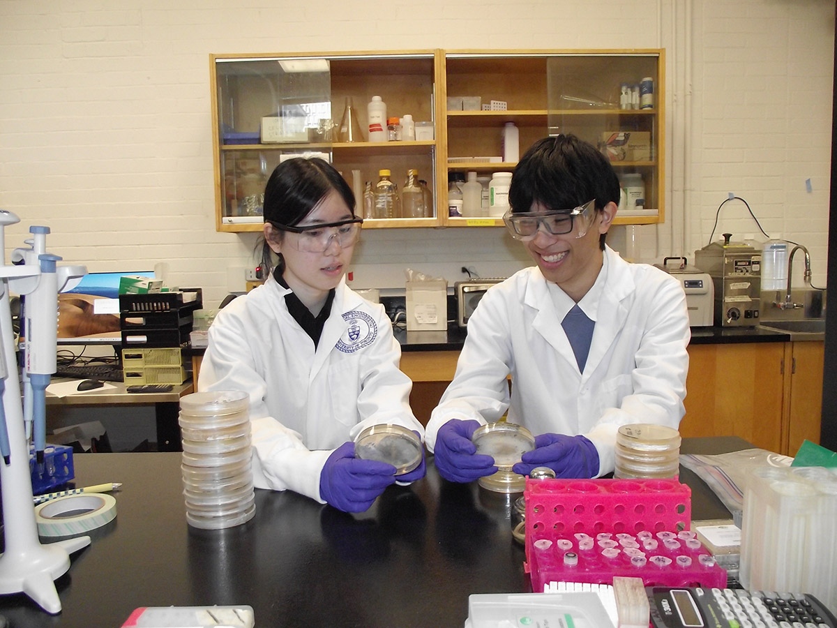2 students in lab coats and gear look at petri dishes
