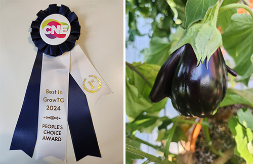 Best In GrowTO 2024: (left to right) ribbon and funny eggplant