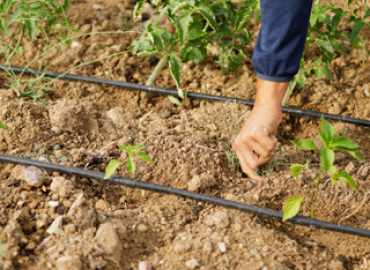 Tending to a garden