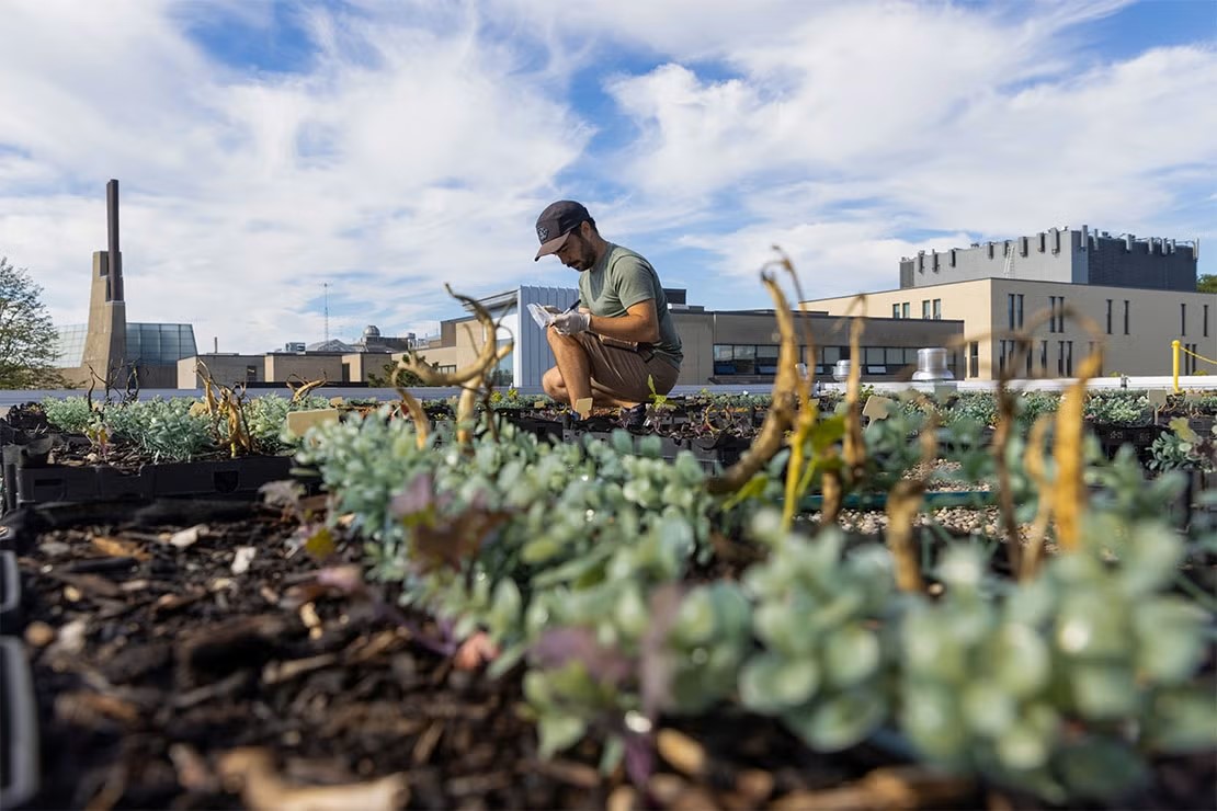 U of T researcher tending to a rooftop garden