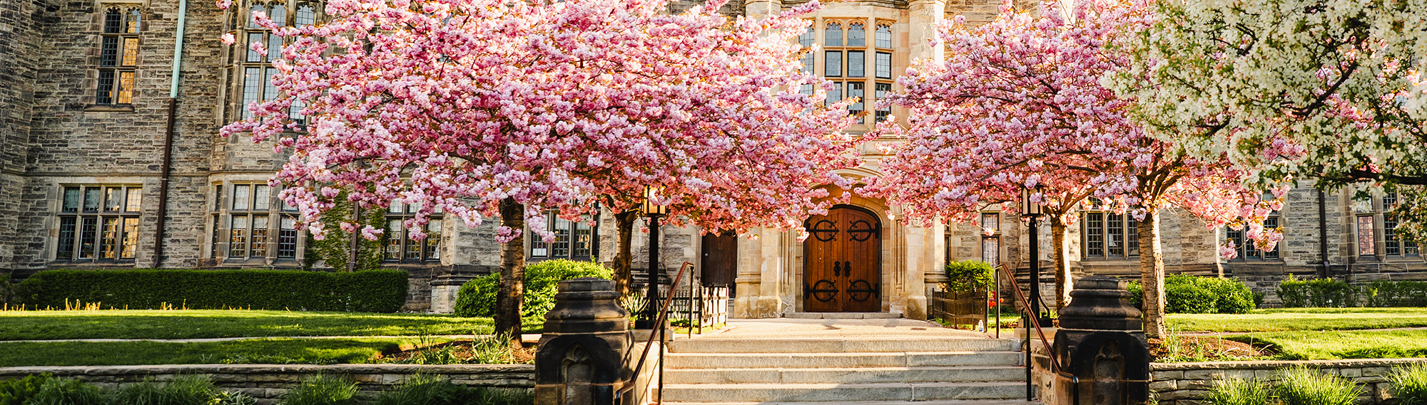 Cherry Blossoms and the entry to Trinity College