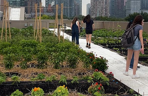 Students on the rooftop farm