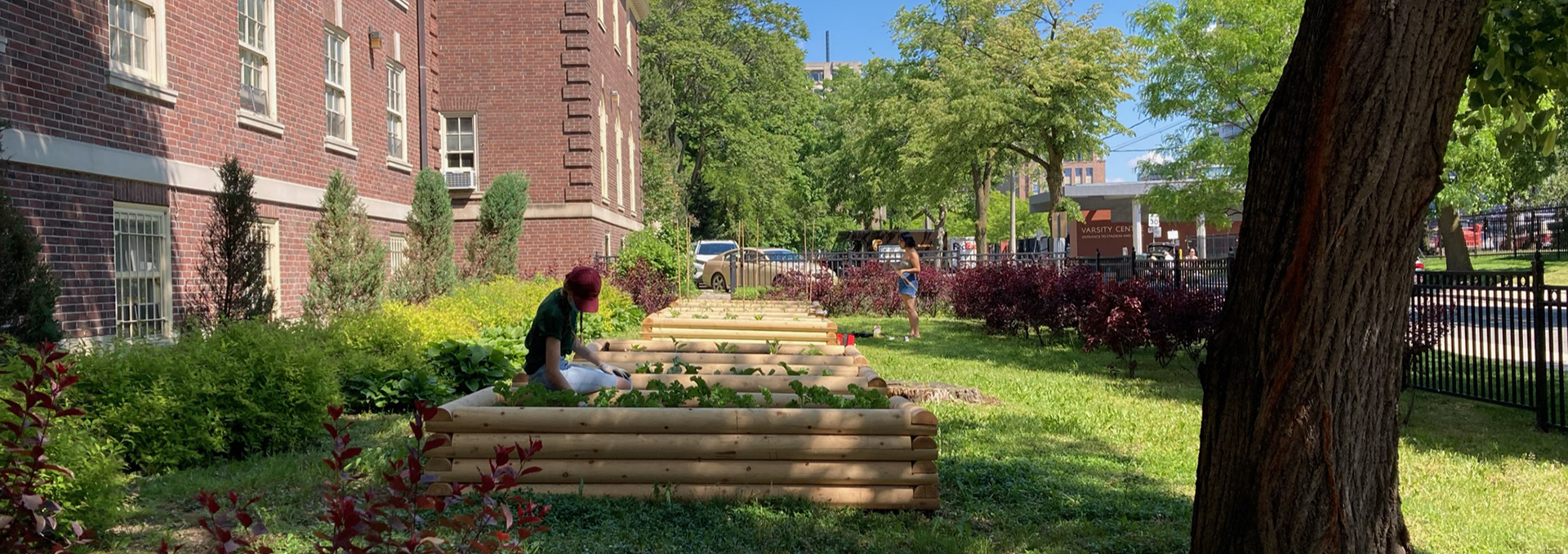 Students tending to the gardens at St. Hilda's College